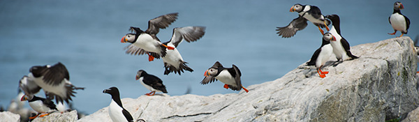 Envol des macareux